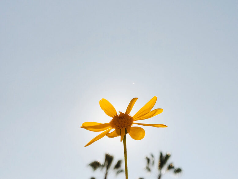 yellow flower against the sky.
