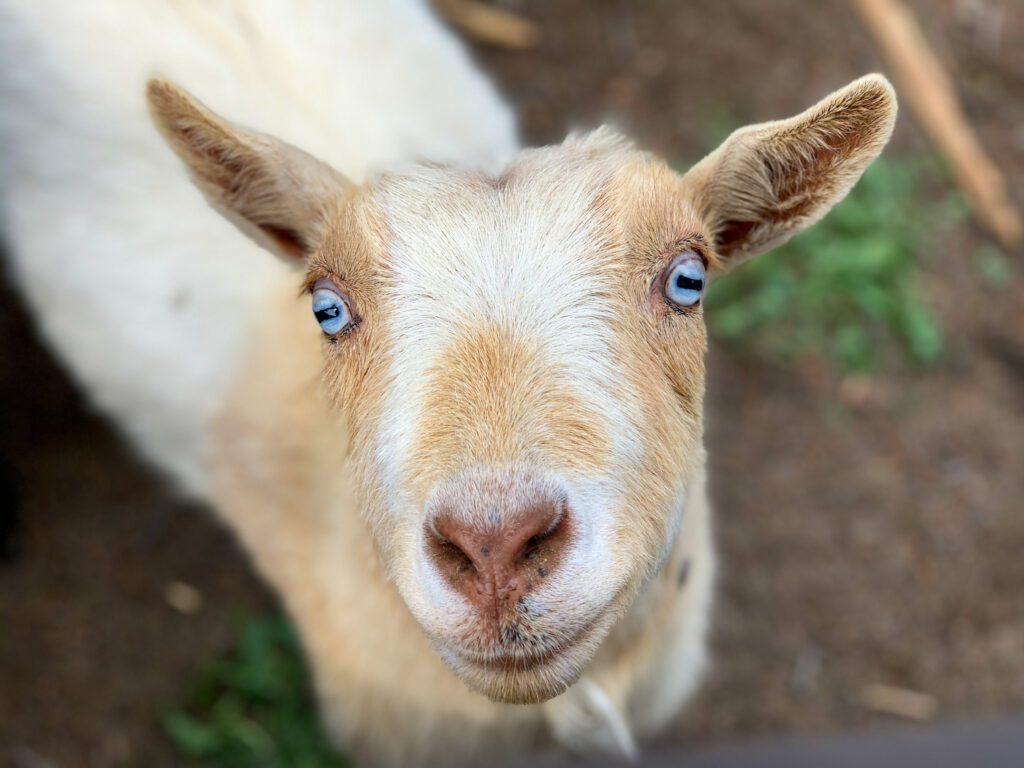 goat face.