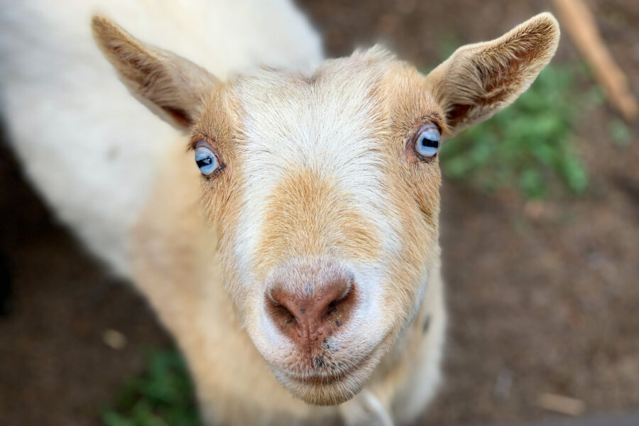 goat face.