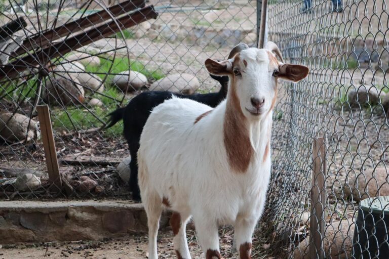 goat in front of a fence.